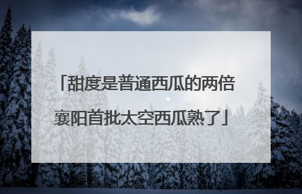 甜度是普通西瓜的两倍 襄阳首批太空西瓜熟了