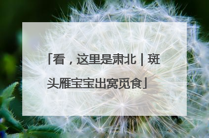 看，这里是肃北｜斑头雁宝宝出窝觅食