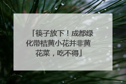 筷子放下！成都绿化带桔黄小花并非黄花菜，吃不得
