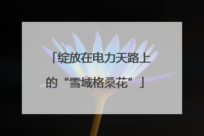 绽放在电力天路上的“雪域格桑花”
