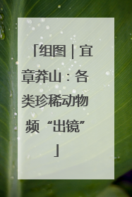 组图｜宜章莽山：各类珍稀动物频“出镜”