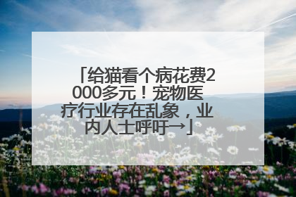 给猫看个病花费2000多元！宠物医疗行业存在乱象，业内人士呼吁→