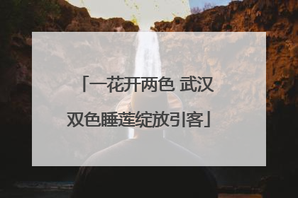 一花开两色 武汉双色睡莲绽放引客
