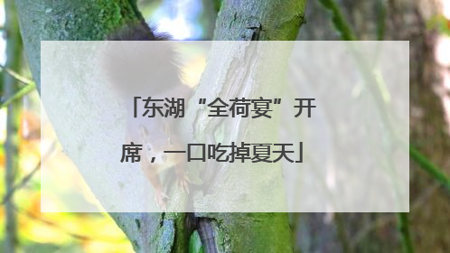 东湖“全荷宴”开席，一口吃掉夏天