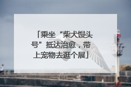 乘坐“柴犬馒头号”抵达治愈，带上宠物去逛个展