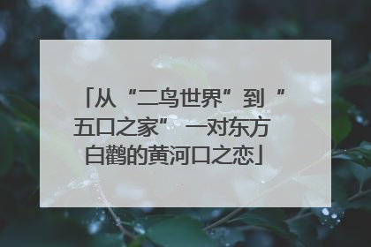 从“二鸟世界”到“五口之家” 一对东方白鹳的黄河口之恋