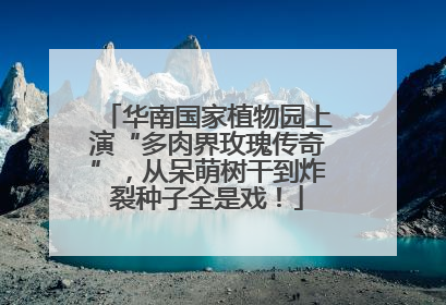 华南国家植物园上演“多肉界玫瑰传奇”，从呆萌树干到炸裂种子全是戏！