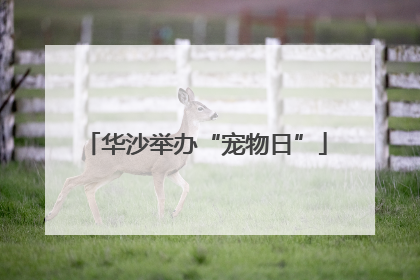 华沙举办“宠物日”