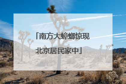 南方大蟑螂惊现北京居民家中