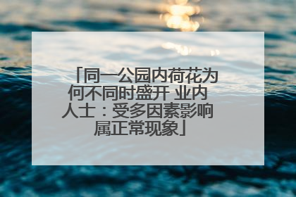同一公园内荷花为何不同时盛开 业内人士：受多因素影响 属正常现象