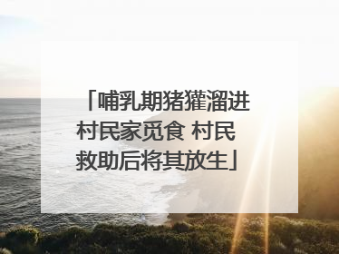 哺乳期猪獾溜进村民家觅食 村民救助后将其放生