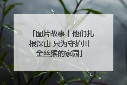 图片故事丨他们扎根深山 只为守护川金丝猴的家园