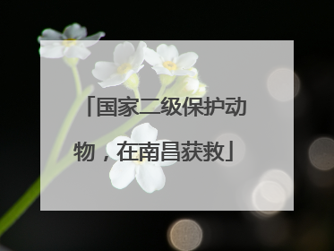 国家二级保护动物，在南昌获救