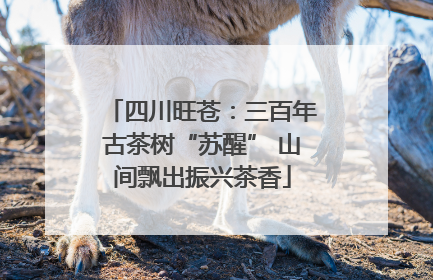 四川旺苍：三百年古茶树“苏醒” 山间飘出振兴茶香