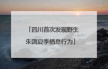 四川首次发现野生朱鹮夏季栖息行为