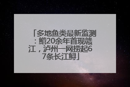 多地鱼类最新监测：鳤20余年首现赣江，泸州一网捞起67条长江鲟