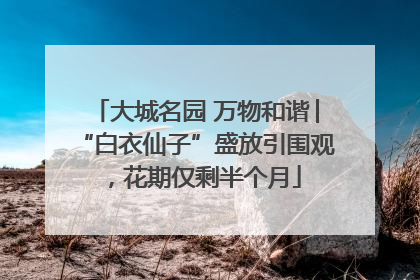 大城名园 万物和谐│“白衣仙子”盛放引围观，花期仅剩半个月