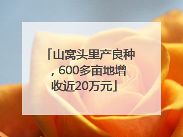 山窝头里产良种，600多亩地增收近20万元