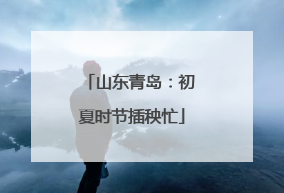 山东青岛：初夏时节插秧忙