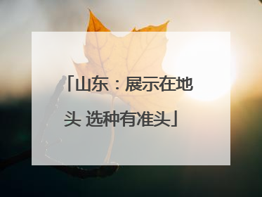 山东：展示在地头 选种有准头