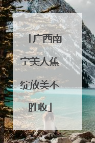 广西南宁美人蕉绽放美不胜收