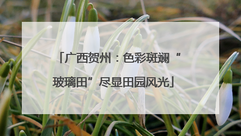 广西贺州：色彩斑斓“玻璃田”尽显田园风光