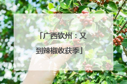 广西钦州：又到辣椒收获季