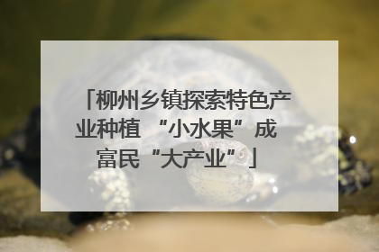柳州乡镇探索特色产业种植 “小水果”成富民“大产业”