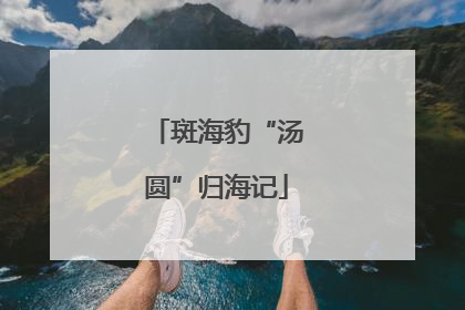 斑海豹“汤圆”归海记