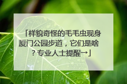 样貌奇怪的毛毛虫现身厦门公园步道，它们是啥？专业人士提醒→