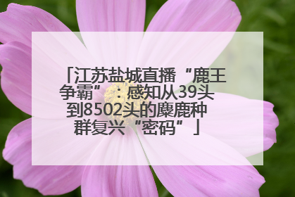 江苏盐城直播“鹿王争霸”：感知从39头到8502头的麋鹿种群复兴“密码”