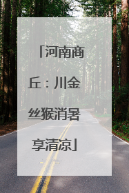 河南商丘：川金丝猴消暑享清凉