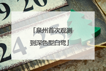 泉州首次观测到深色型白鹭