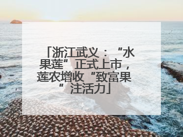 浙江武义：“水果莲”正式上市，莲农增收“致富果”注活力