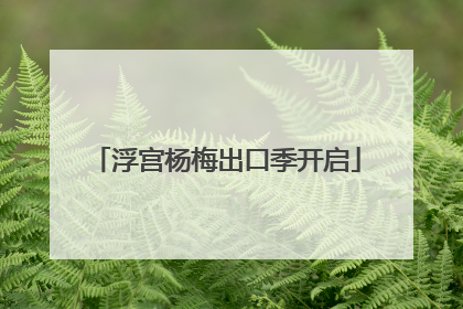浮宫杨梅出口季开启
