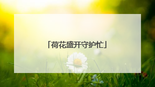 荷花盛开守护忙