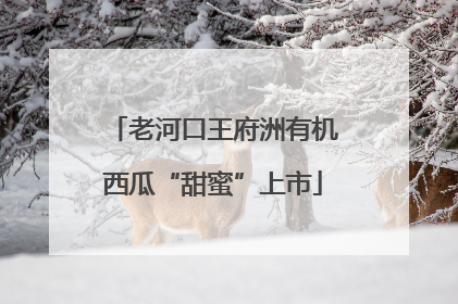 老河口王府洲有机西瓜“甜蜜”上市