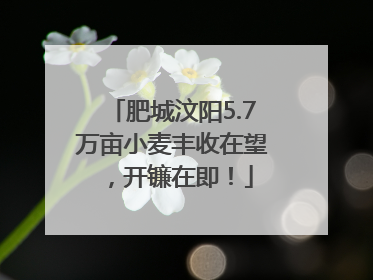 肥城汶阳5.7万亩小麦丰收在望，开镰在即！