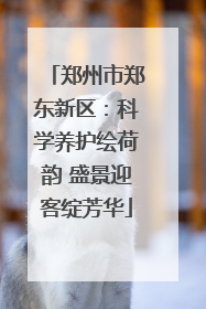 郑州市郑东新区：科学养护绘荷韵 盛景迎客绽芳华