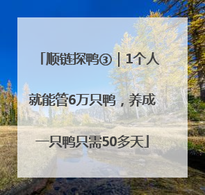 顺链探鸭③｜1个人就能管6万只鸭，养成一只鸭只需50多天
