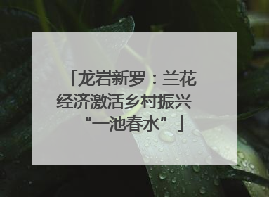 龙岩新罗：兰花经济激活乡村振兴“一池春水”